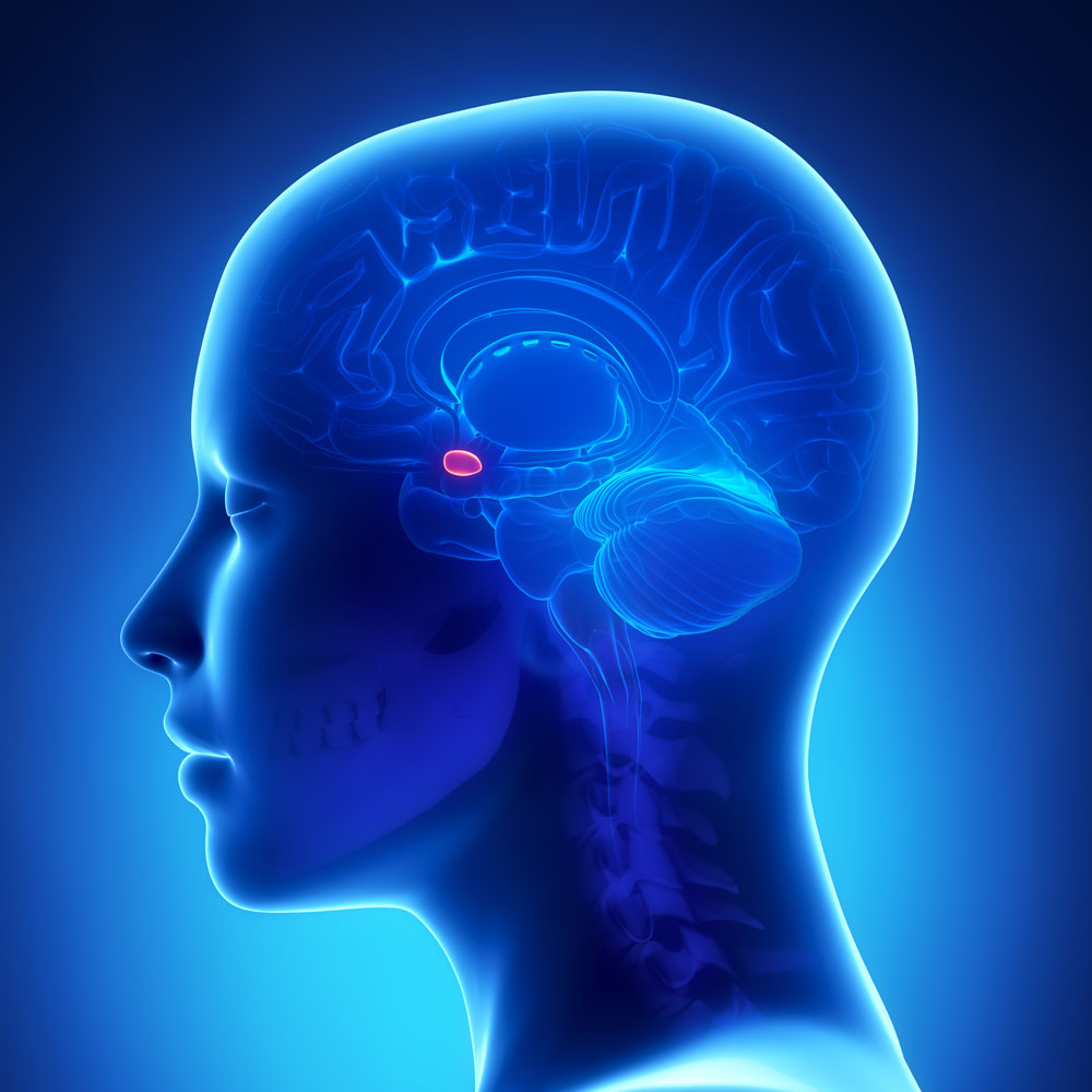 graphic showing the amygdala in the human brain