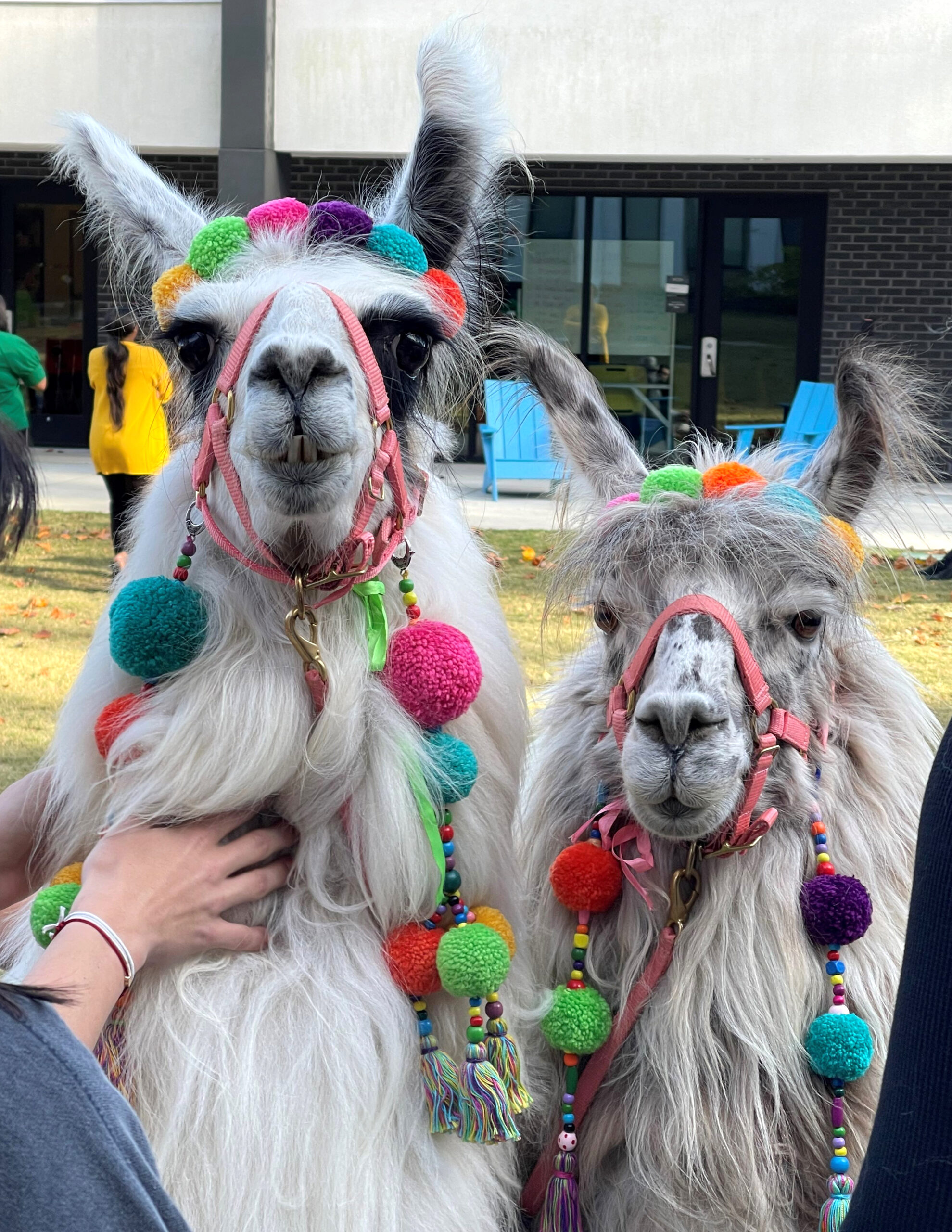 llama visit