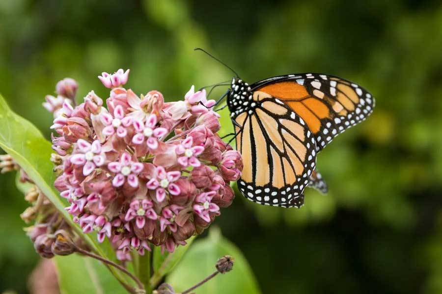 monarch butterfly on milkweed