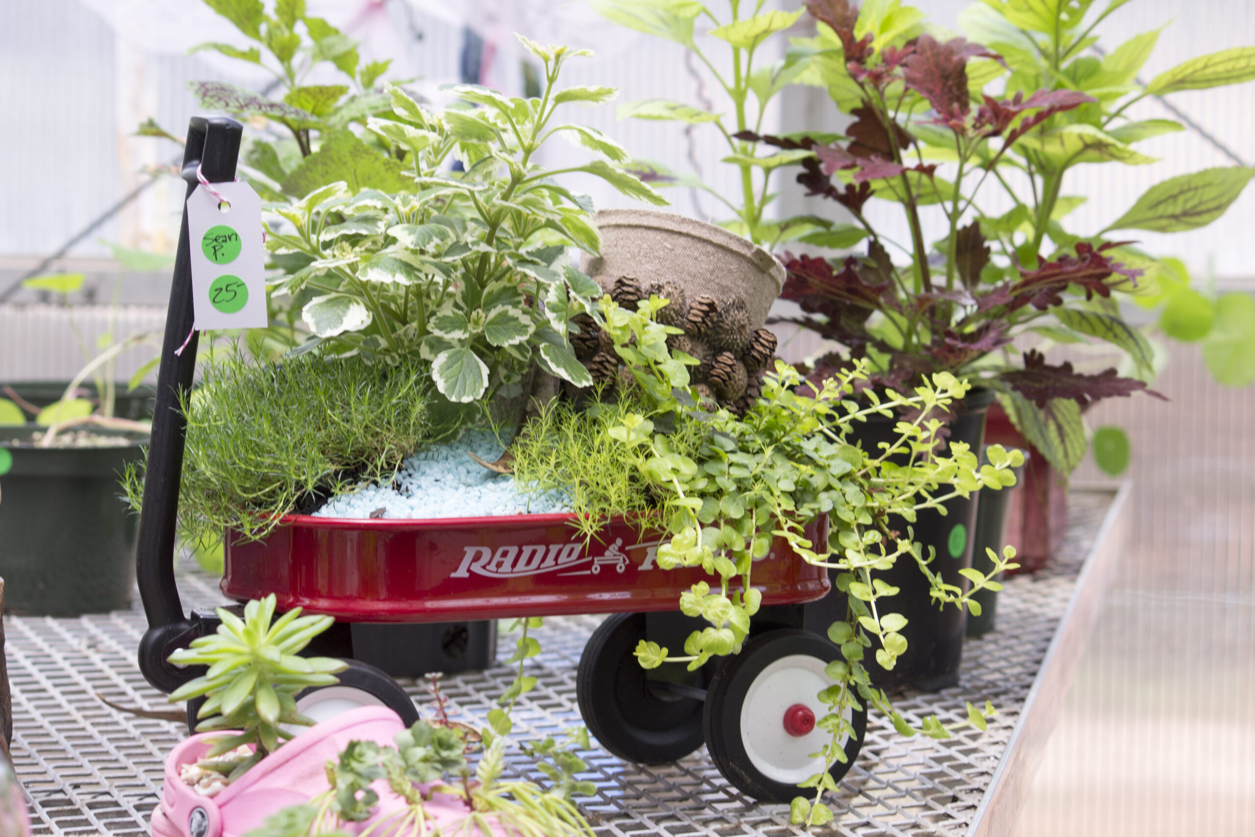 succulent plants in miniature red wagon