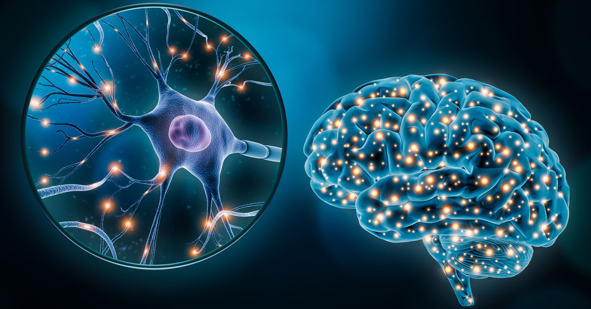 an abstract graphical representation of a human brain and neurons