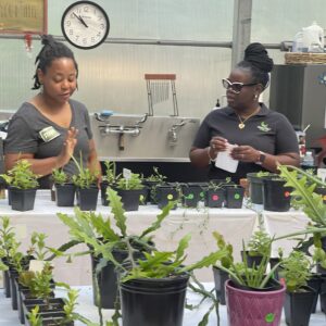 Two women prepare plants for sale