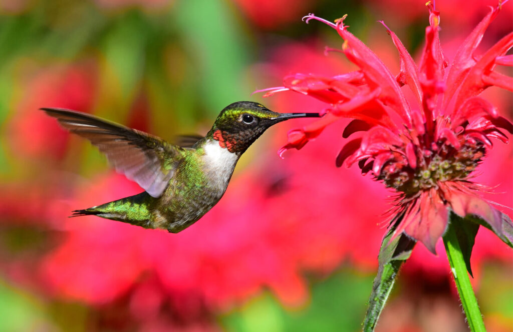 Ruby throated hummbird and red monarda flower