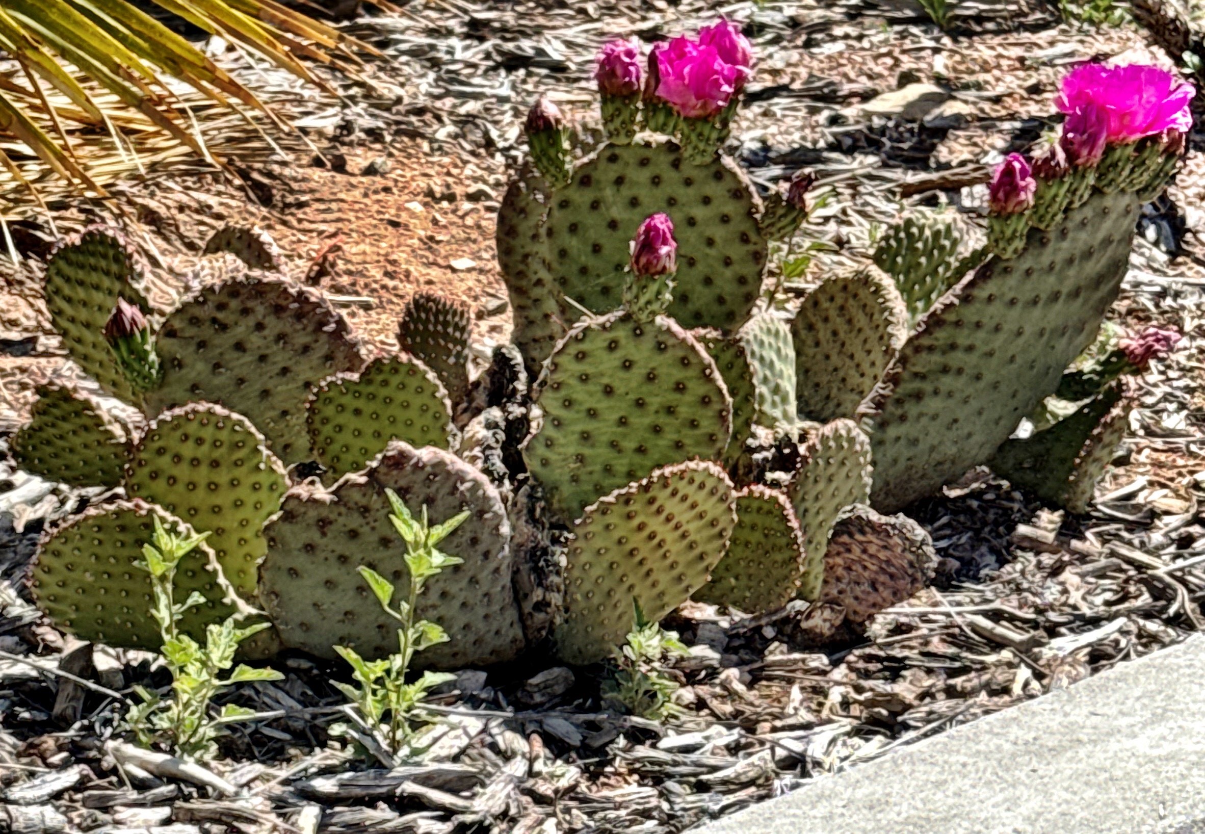 Blooming cactus in New Mexico