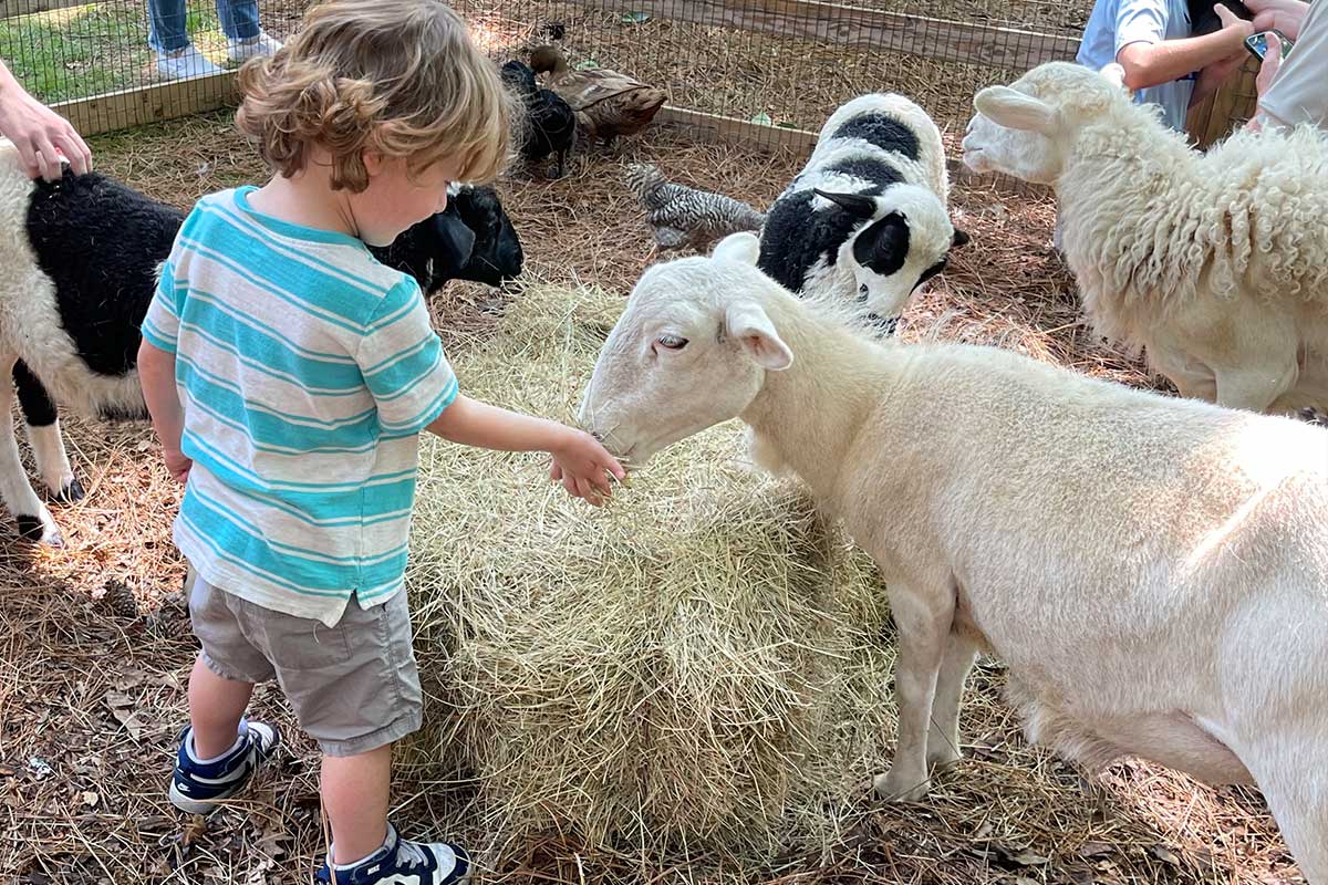 arts-in-the-garden-animal-encounters small boy feeding a goat in a petting zoom
