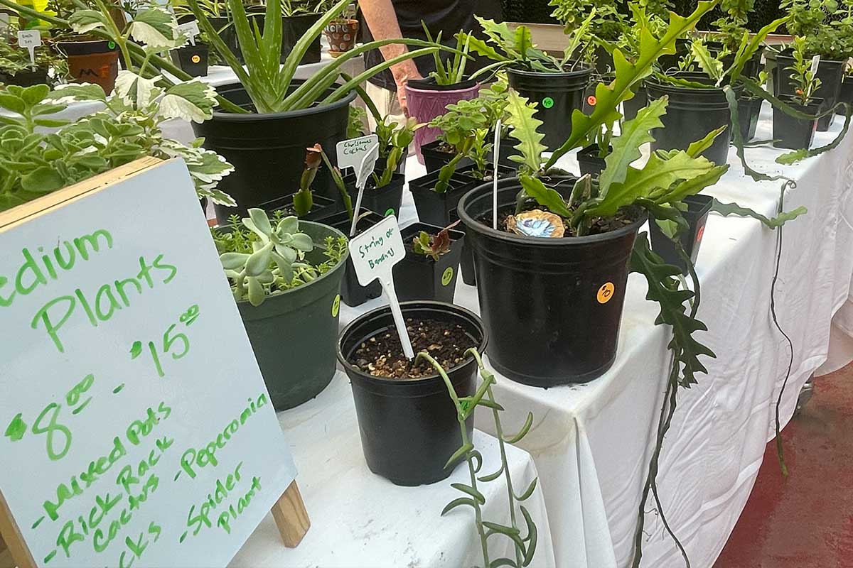 arts-in-the-garden-plant-sale succulent plants on a table for sale