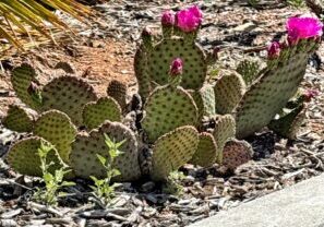 Blooming cactus in New Mexico